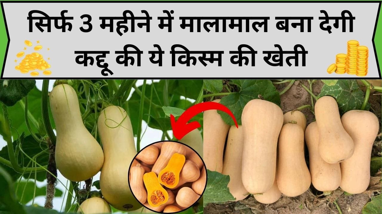 सिर्फ 3 महीने में मालामाल बना देगी कद्दू की ये किस्म की खेती, मुनाफा इतना जबरदस्त होगा कि पैसे गिनने की मशीन की जरूरत पड़ जाएगी, जाने बुवाई का तरीका
