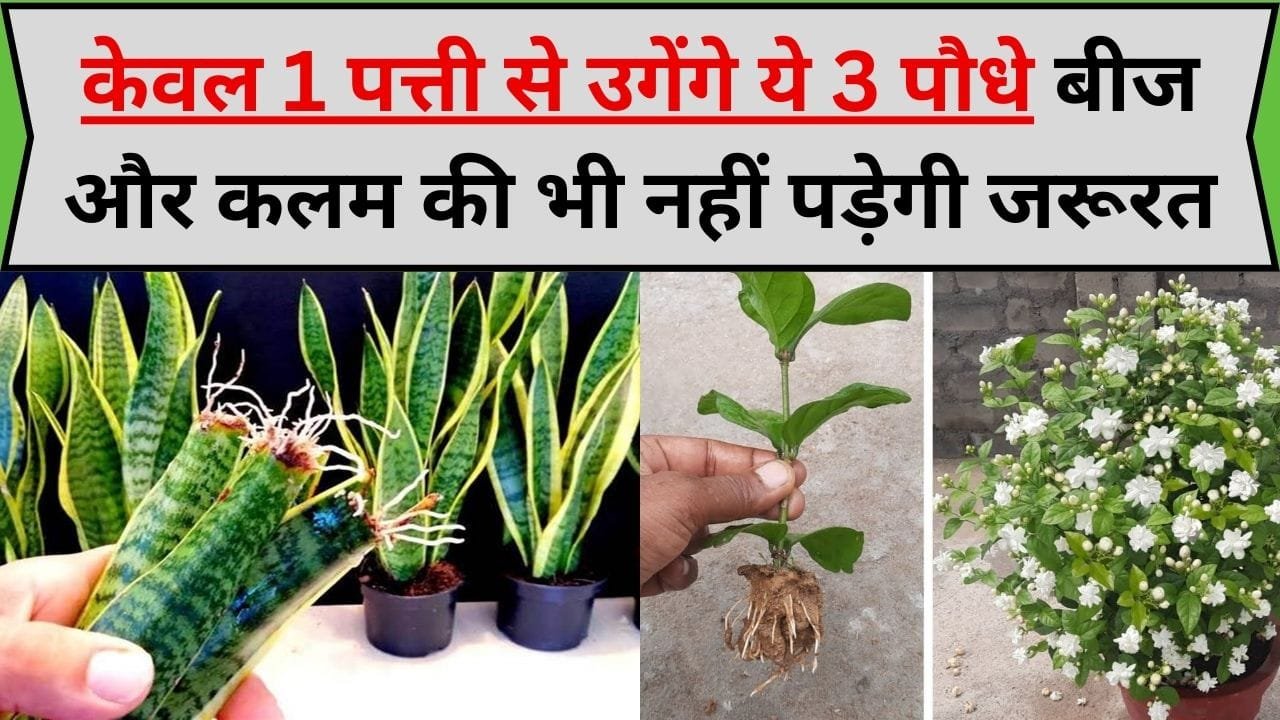 Gardening Tips: केवल 1 पत्ती से उगेंगे ये 3 पौधे, बीज और कलम की भी नहीं पड़ेगी जरूरत, जाने पौधे के नाम और पत्ती से पौधा लगाने का तरीका