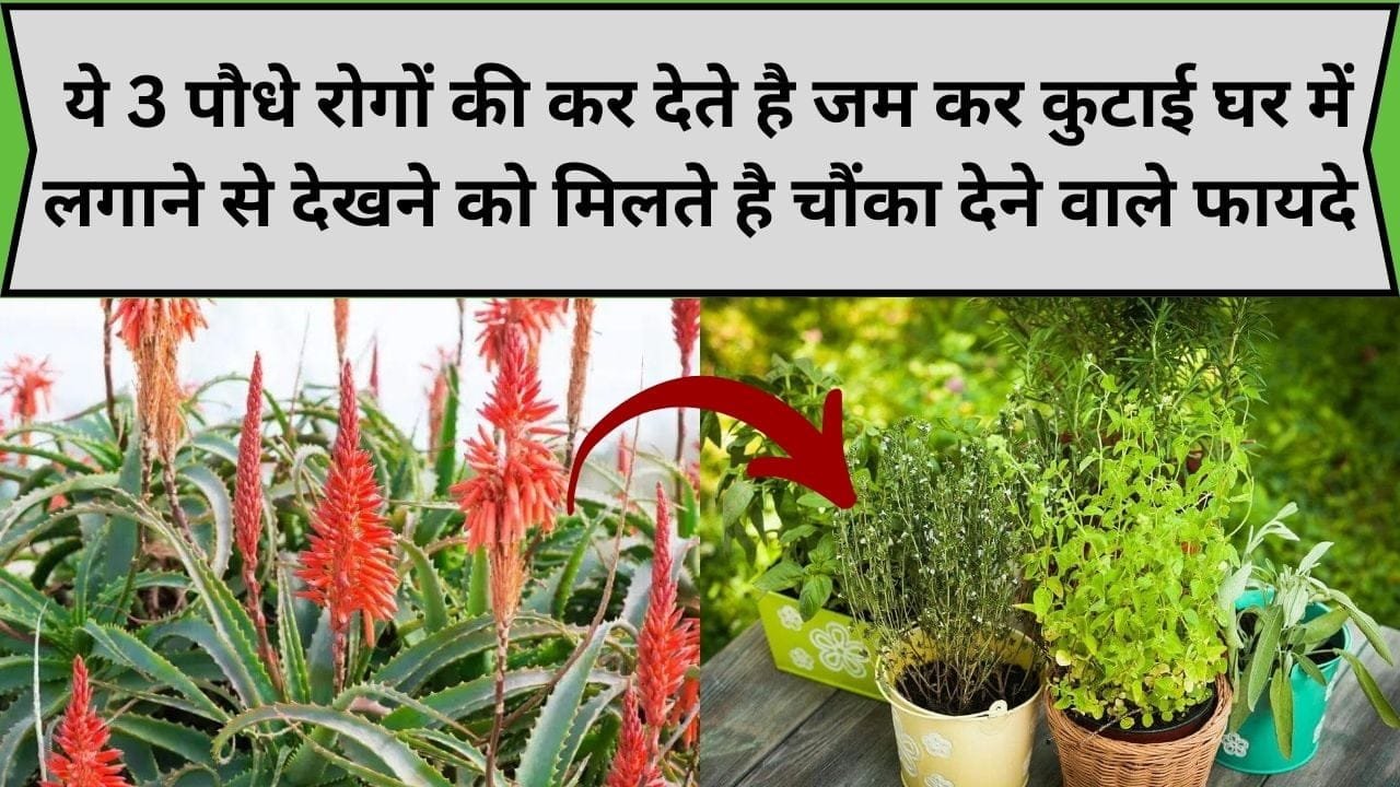 Gardening Tips: ये 3 औषधीय पौधे रोगों की कर देते है जम कर कुटाई, घर में लगाने से देखने को मिलते है चौंका देने वाले फायदे, जाने पौधों के नाम
