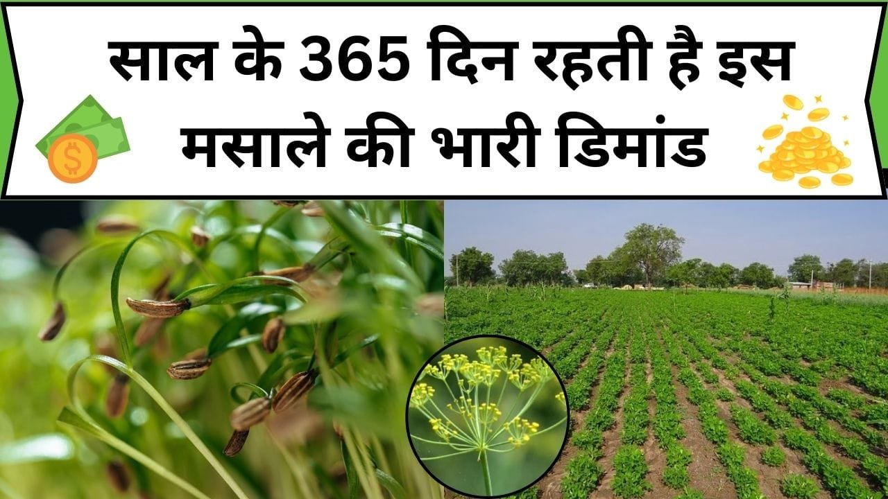 साल के 365 दिन रहती है इस मसाले की भारी डिमांड, इसकी उन्नत खेती बना देगी मालामाल, जाने नाम और बुवाई का सही तरीका