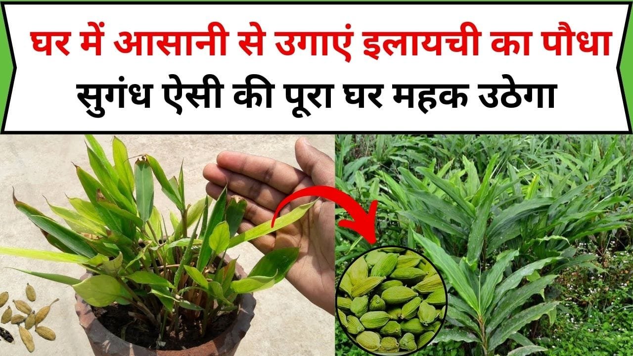 घर में आसानी से उगाएं इलायची का पौधा सुगंध ऐसी की पूरा घर महक उठेगा, बाजार से भी नहीं ख़रीदनी पड़ेगी हजारों रूपए किलो बिकने वाली इलायची