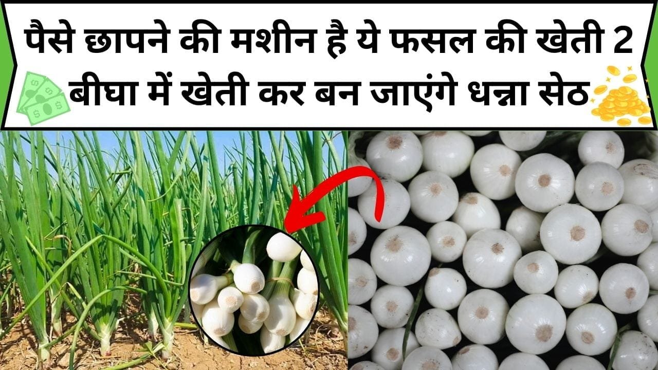 पैसे छापने की मशीन है ये फसल की खेती, 2 बीघा में खेती से होगी मोटी कमाई खेती कर बन जाएंगे धन्ना सेठ, जाने कौन-सी फसल है