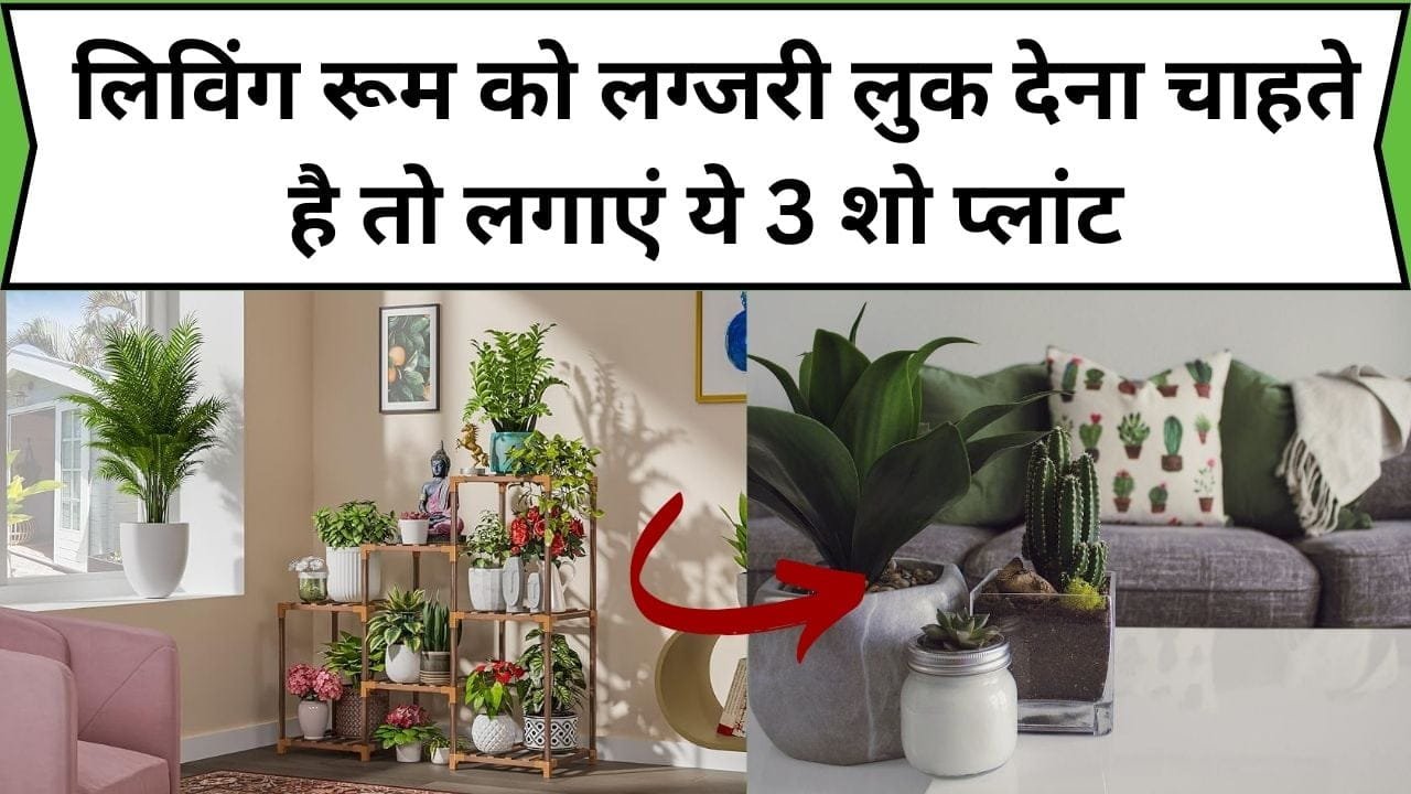 लिविंग रूम को लग्जरी लुक देना चाहते है तो लगाएं ये 3 शो प्लांट, कम देखभाल में भी लगते हैं बेहद खूबसूरत, जाने नाम और फायदे
