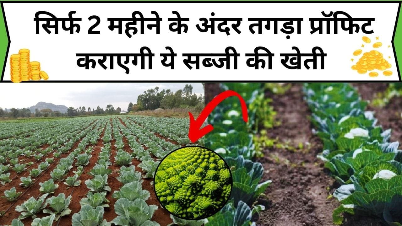 सिर्फ 2 महीने के अंदर तगड़ा प्रॉफिट कराएगी ये सब्जी की खेती, 1 बीघा में होगा बंपर उत्पादन कम समय में बन जाएंगे मालामाल, जाने बुवाई का तरीका