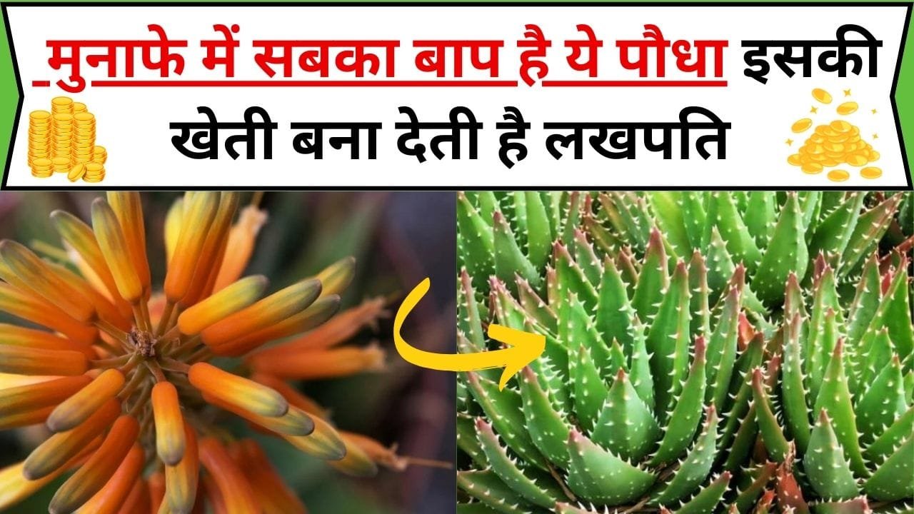 मुनाफे में सबका बाप है ये पौधा, इसकी खेती बना देती है लखपति कम लागत में होता है जबरदस्त मुनाफा, जाने कौन-सा पौधा है
