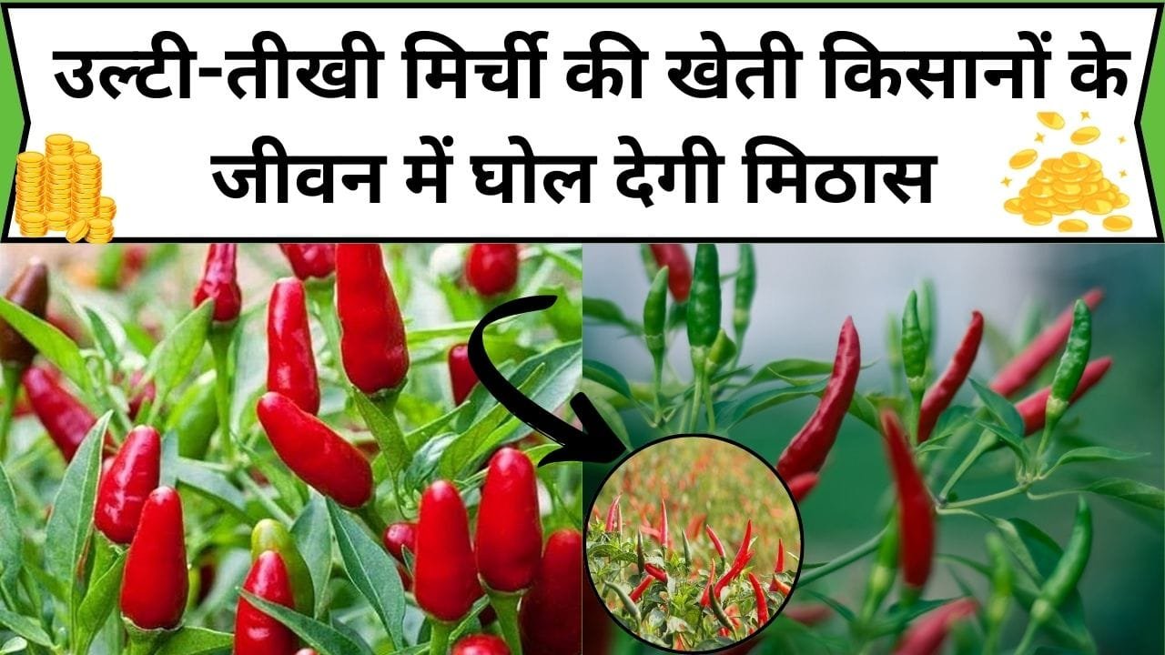उल्टी-तीखी मिर्ची की खेती किसानों के जीवन में घोल देगी मिठास, इसकी खेती से बदल जाएगी तक़दीर और होगा छप्परफाड़ मुनाफा, जाने मिर्ची का नाम