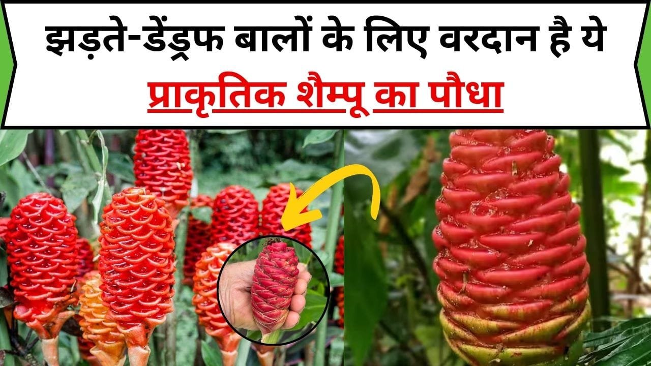 झड़ते-डेंड्रफ बालों के लिए वरदान है ये प्राकृतिक शैम्पू का पौधा, इसमें है औषधीय गुणों की खदान कंडीशनर का भी करता है काम, जाने पौधे का नाम