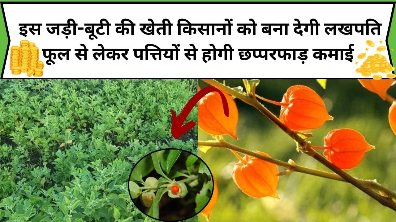 इस जड़ी-बूटी की खेती किसानों को बना देगी लखपति, फूल से लेकर पत्तियों से होगी छप्परफाड़ कमाई, जाने खेती करने का तरीका