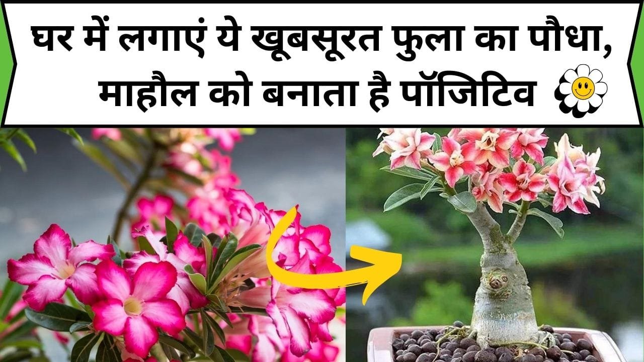 घर में लगाएं ये खूबसूरत फुला का पौधा, माहौल को बनाता है पॉजिटिव और नेगेटिविटी एनर्जी को घर से करता है कोसों दूर, जाने पौधे का नाम