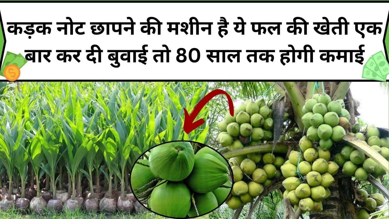 कड़क नोट छापने की मशीन है ये फल की खेती, एक बार कर दी बुवाई तो 80 साल तक होगी ताबड़तोड़ कमाई, जाने नाम और खेती करने का तरीका