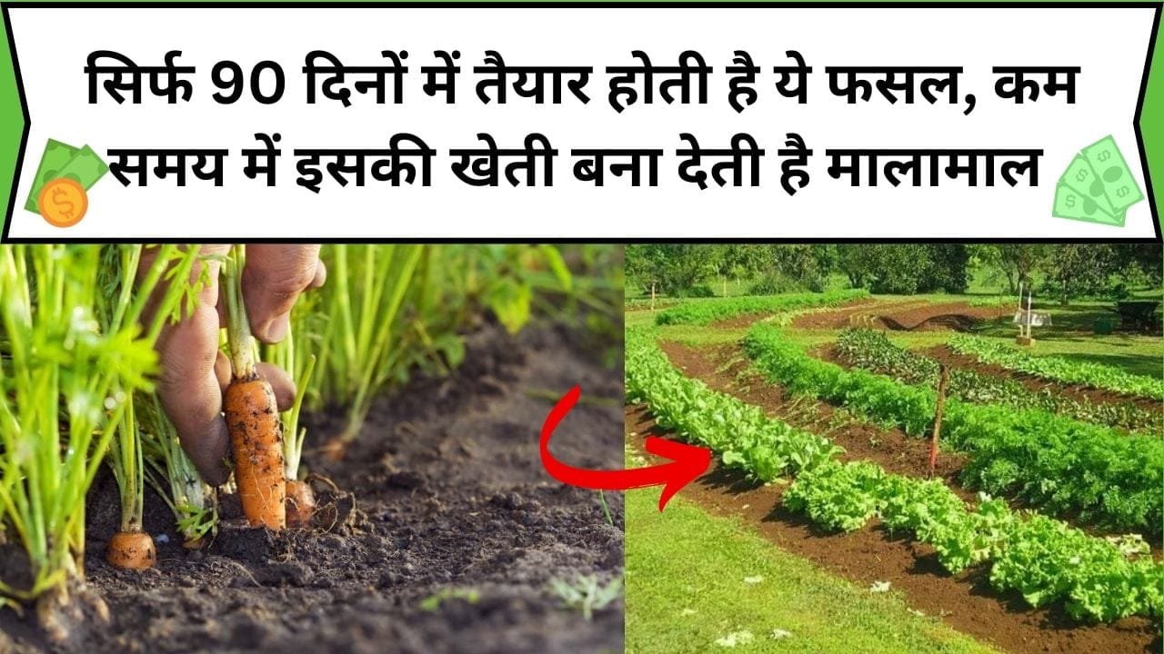 सिर्फ 90 दिनों में तैयार होती है ये फसल, कम समय में इसकी खेती बना देती है मालामाल उत्पादन भी होता है बंपर, जाने नाम और बुवाई का तरीका