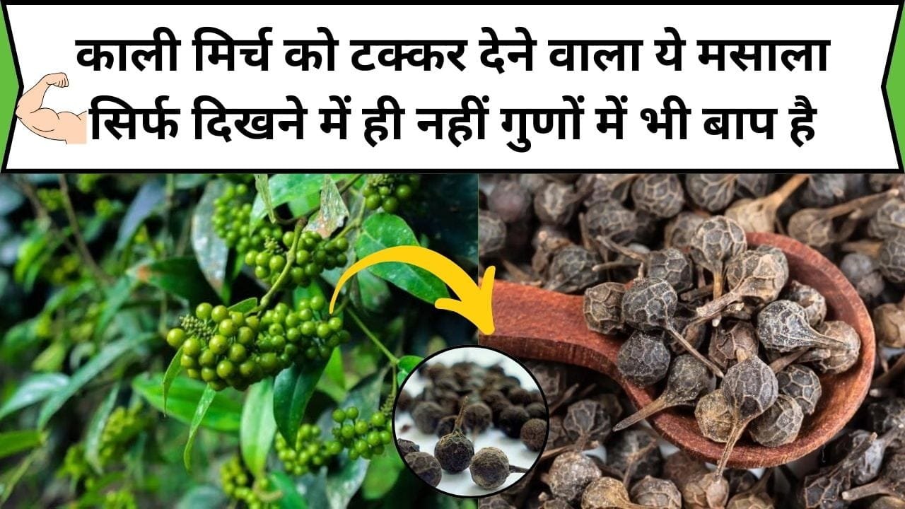 काली मिर्च को टक्कर देने वाला ये मसाला सिर्फ दिखने में ही नहीं गुणों में भी बाप है, बड़ी से बड़ी बीमारी का करता है रामबाण इलाज, जाने नाम और काम