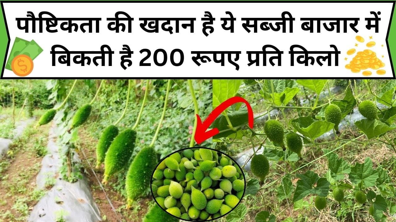 पौष्टिकता की खदान है ये सब्जी, बाजार में बिकती है 200 रूपए किलो पथरीली जमीन में भी खेती कर किसान हो जाएंगे मालामाल, जाने खेती करने का तरीका