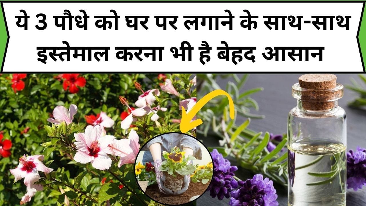 ये 3 पौधे को घर पर लगाने के साथ-साथ इस्तेमाल करना भी है बेहद आसान, झड़ते बालों के लिए करते है संजीवनी बूटी की तरह काम, जाने पौधों के नाम