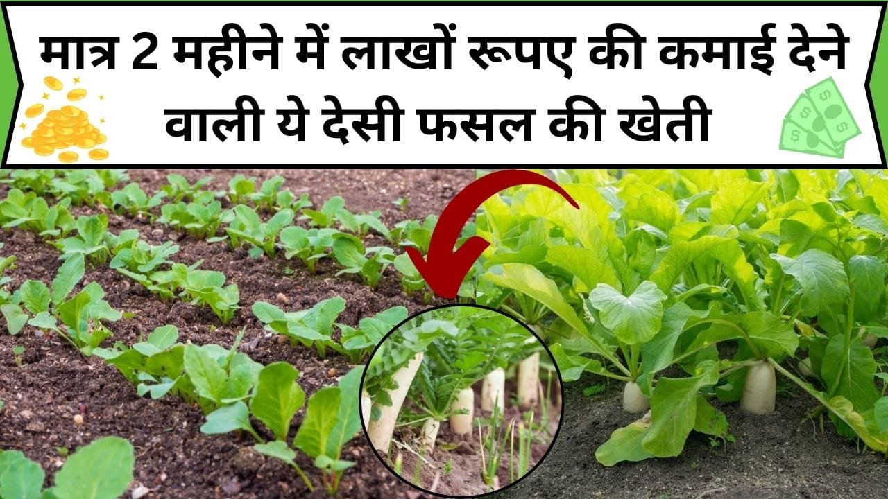मात्र 2 महीने में लाखों रूपए की कमाई देने वाली ये देसी फसल की खेती, 1 एकड़ मे खेती कर होगी बंपर पैदावार समेत छप्परफाड़ मुनाफा, जाने बुवाई का तरीका