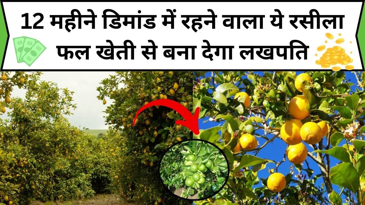 12 महीने डिमांड में रहने वाला ये रसीला फल, खेती से बना देगा लखपति कम लागत में होगा बंपर मुनाफा समेत शानदार उत्पादन, जाने फल का नाम