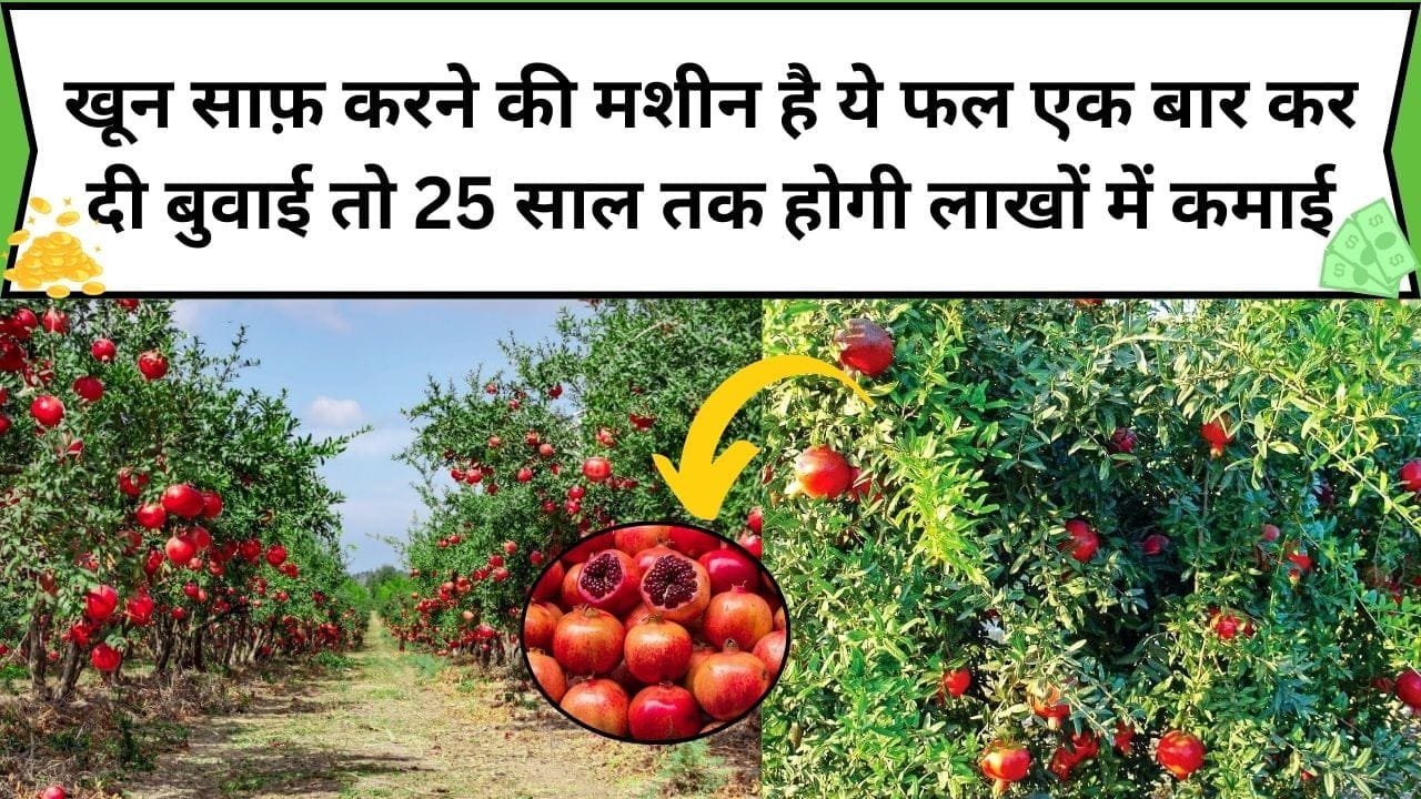 खून साफ़ करने की मशीन है ये लाल फल, एक बार कर दी बुवाई तो 25 साल तक कराता है ताबड़तोड़ लाखों रूपए की कमाई, जाने खेती करने का तरीका