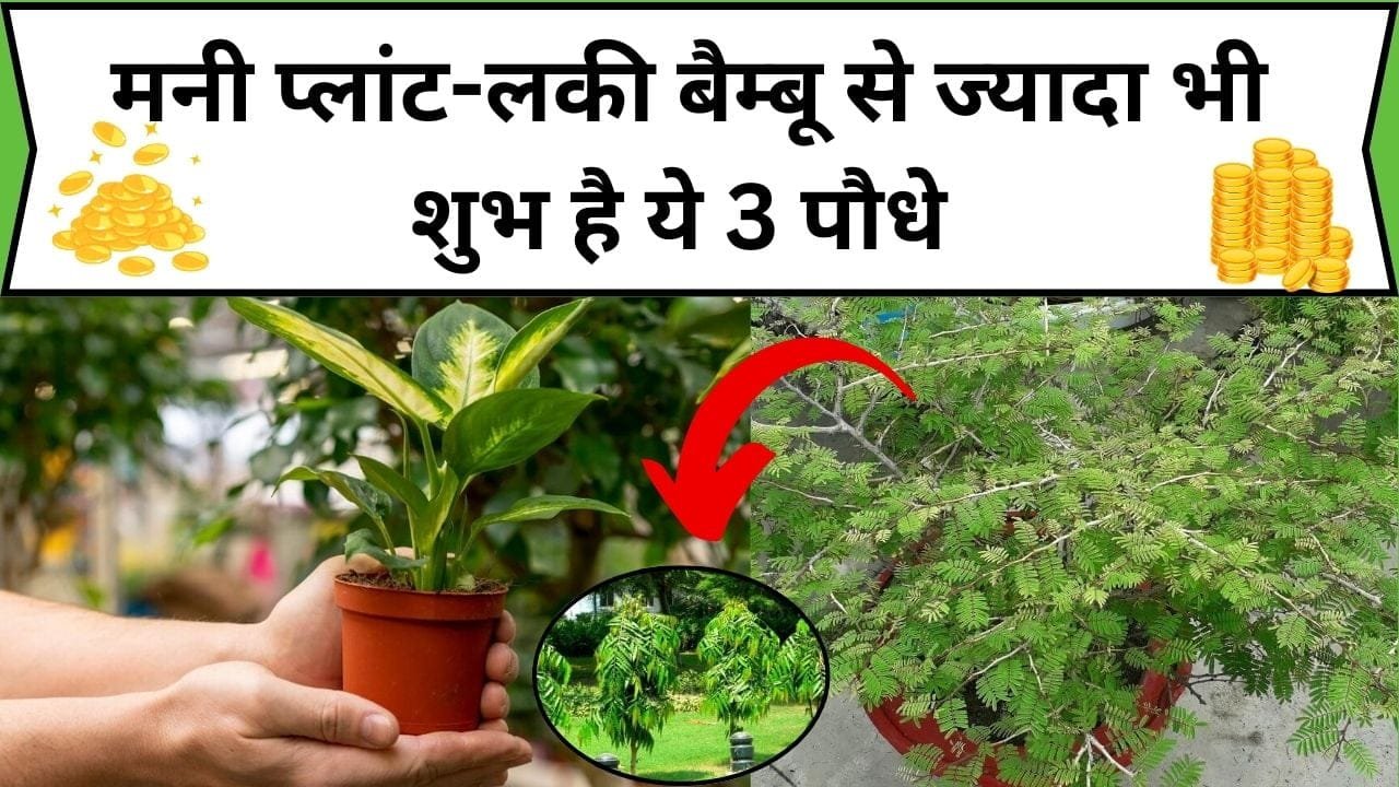 मनी प्लांट-लकी बैम्बू से भी ज्यादा शुभ है ये 3 पौधे, घर में लगा देने से कभी नहीं होती है पैसों की किल्लत हमेशा रहती है बरकत, जाने नाम और काम
