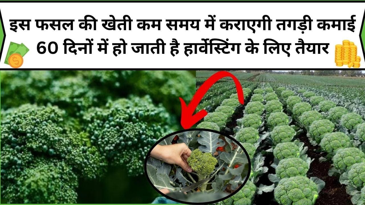 इस फसल की खेती कम लागत और कम समय में कराएगी तगड़ी कमाई, 60 दिनों में हो जाती है हार्वेस्टिंग के लिए तैयार, जाने खेती करने का तरीका