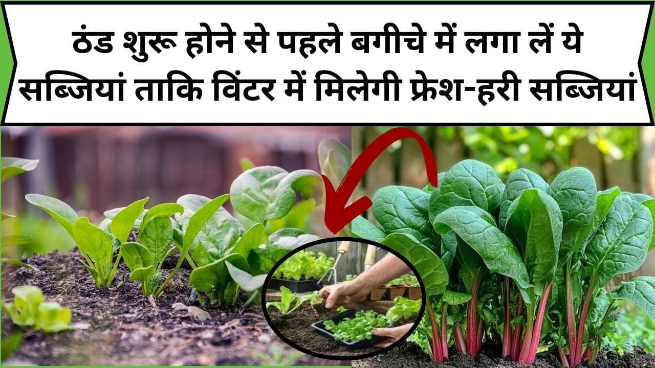 Gardening Tips: ठंड शुरू होने से पहले बगीचे में लगा लें ये सब्जियां, ताकि विंटर में मिलेगी फ्रेश-हरी सब्जियां, जाने कौन-सी सब्जी है