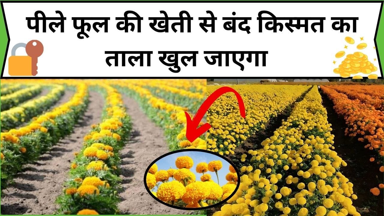 पीले फूल की खेती से बंद किस्मत का ताला खुल जाएगा, 25 हजार की लागत में होगा लाखों का तगड़ा मुनाफा , जाने खेती करने का तरीका