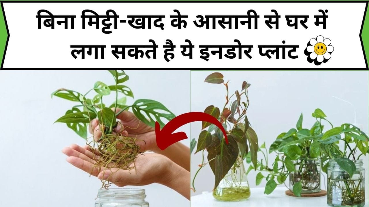 बिना मिट्टी-खाद के आसानी से घर में लगा सकते है ये इनडोर प्लांट, वातावरण भी रहता है एकदम शुद्ध, जाने कौन-से प्लांट है