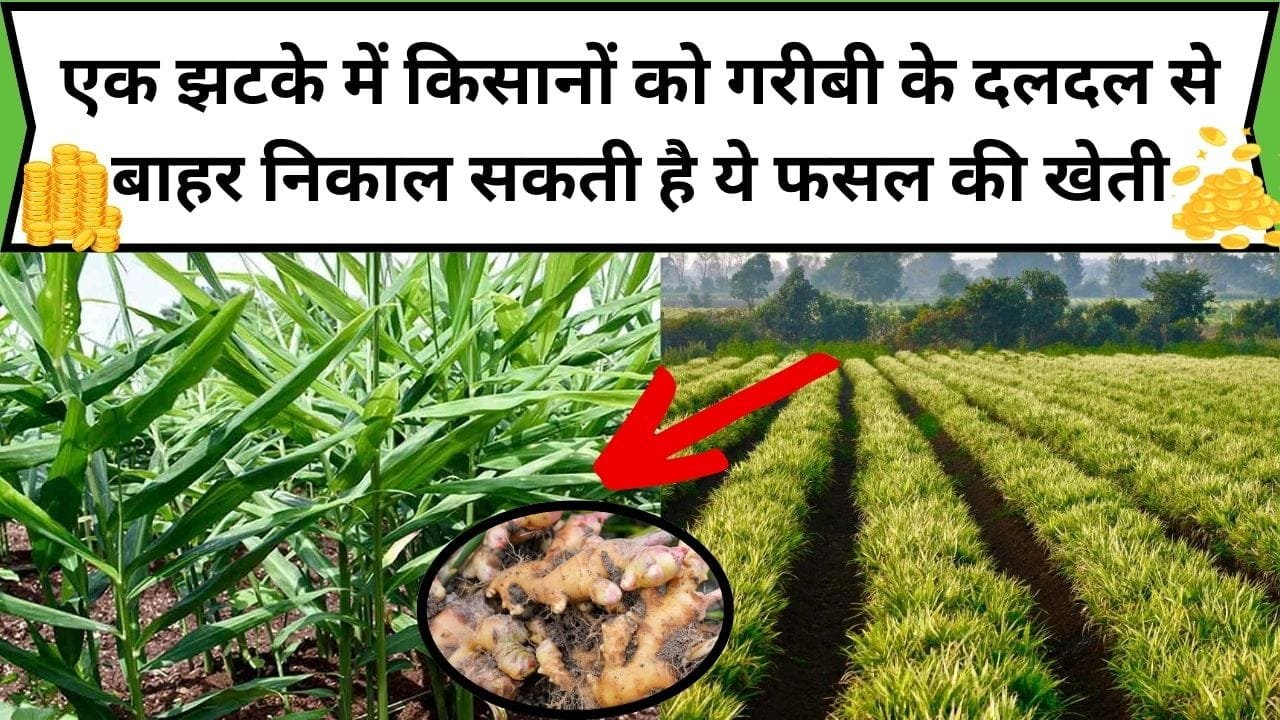 एक झटके में किसानों को गरीबी के दलदल से बाहर निकाल सकती है ये फसल की खेती, 1 बीघा में होगी 10 लाख रूपए की तगड़ी कमाई, जाने कौन-सी फसल है