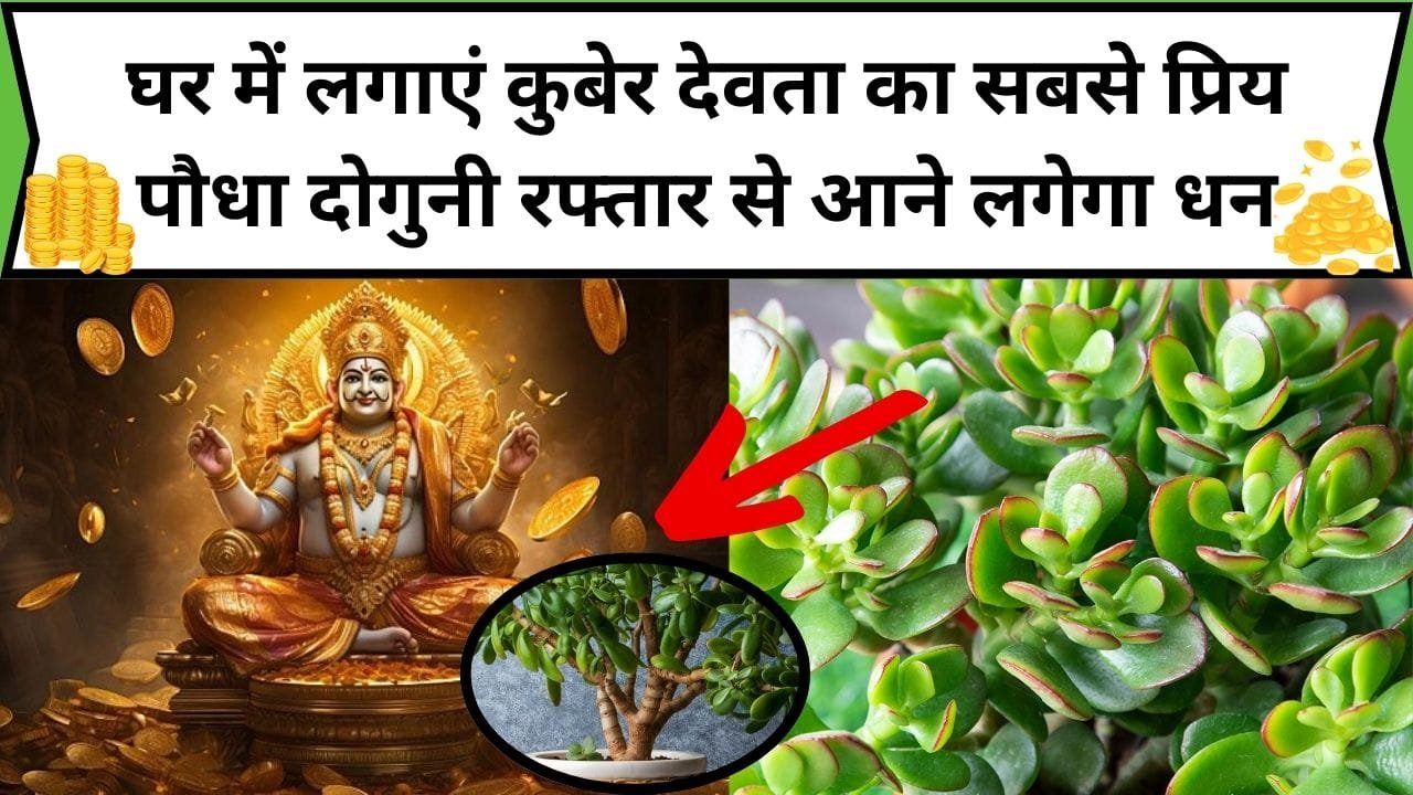 घर में लगाएं कुबेर देवता का सबसे प्रिय पौधा, नहीं रहेगी कभी पैसों की किल्लत दोगुनी रफ्तार से आने लगेगा धन, जाने नाम और काम