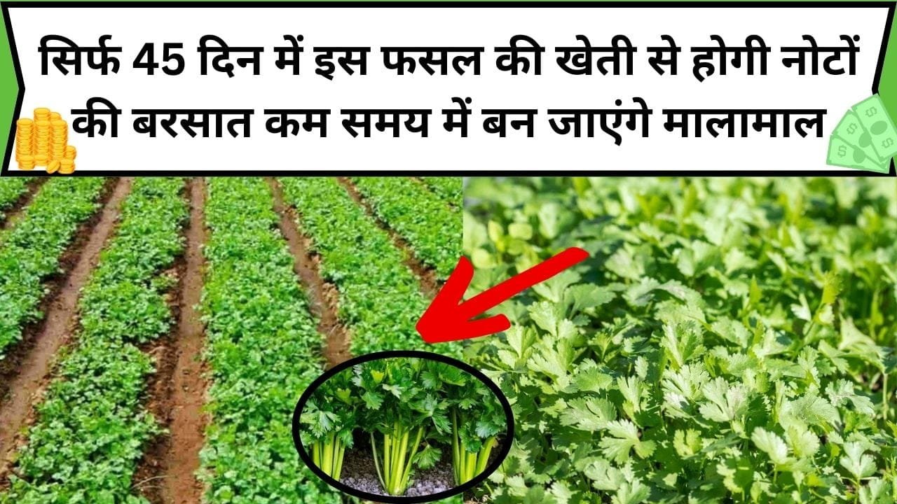 सिर्फ 45 दिन में इस फसल की खेती से होगी नोटों की बरसात, कम समय में बन जाएंगे मालामाल 1 एकड़ में होगी लाखों की कमाई, जाने कौन-सी फसल है
