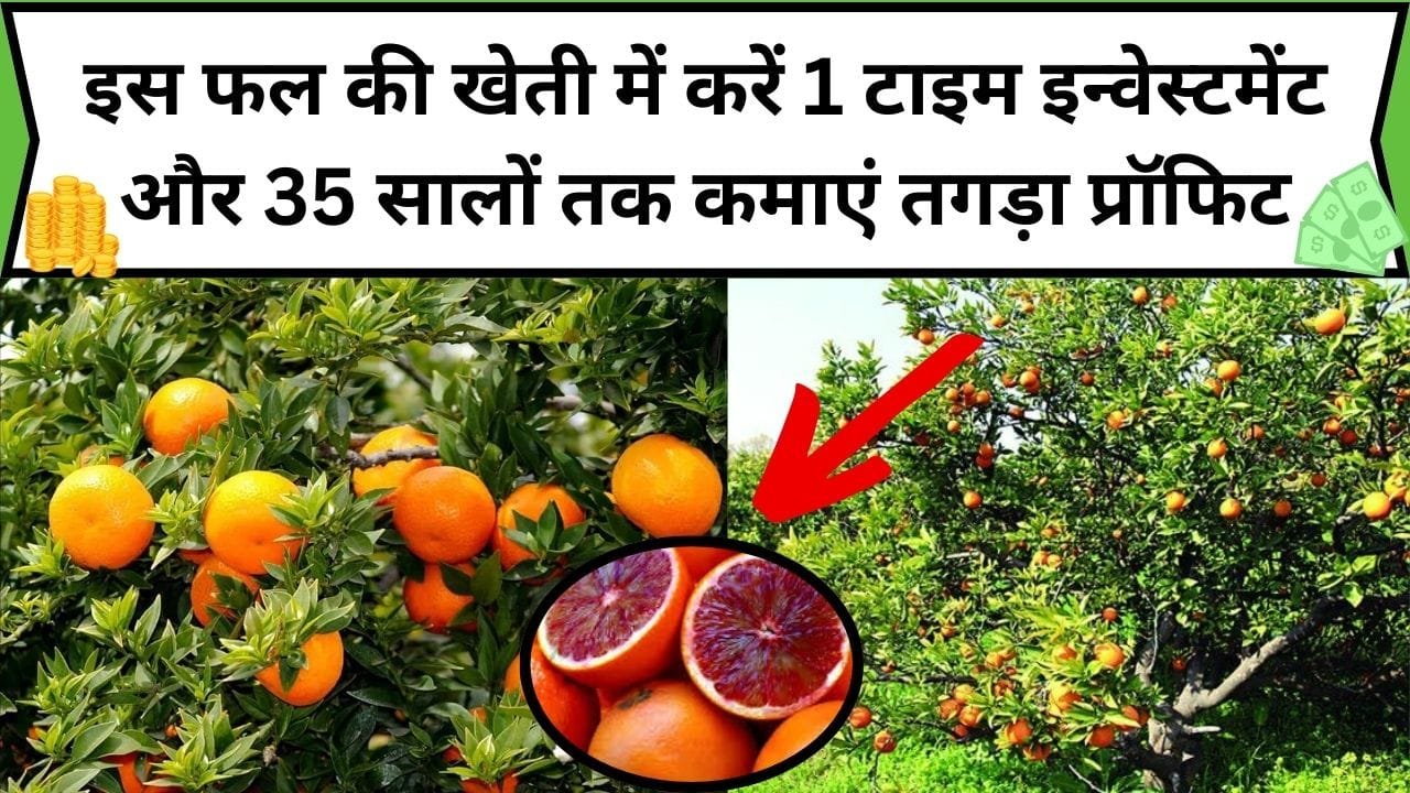 इस ताकतवर फल की खेती में करें 1 टाइम इन्वेस्टमेंट और 35 सालों तक कमाएं तगड़ा प्रॉफिट, पैसे गिनने के लिए पड़ जाएगी मशीन की जरूरत, जाने कौन-सा फल है