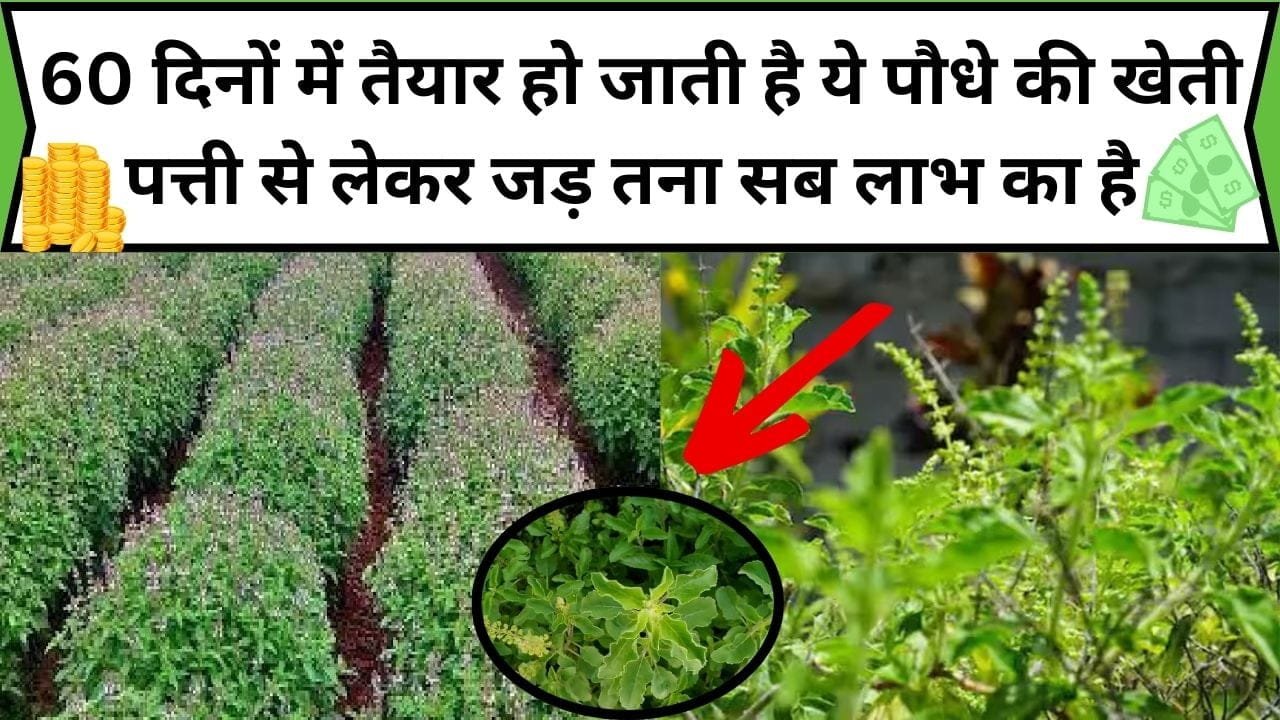 60 दिनों में तैयार हो जाती है ये औषधीय पौधे की खेती, 20 हजार की लागत में होता है लाखों रूपए का मुनाफा, पत्ती से लेकर जड़ तना सब लाभ का है