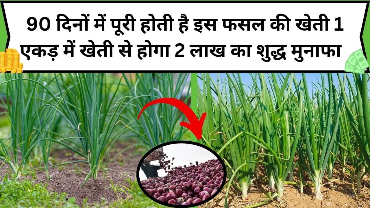 90 दिनों में पूरी होती है इस फसल की खेती, 1 एकड़ में खेती से होगा 2 लाख रूपए का शुद्ध मुनाफा कम समय में बन जाएंगे लखपति, जाने फसल का नाम