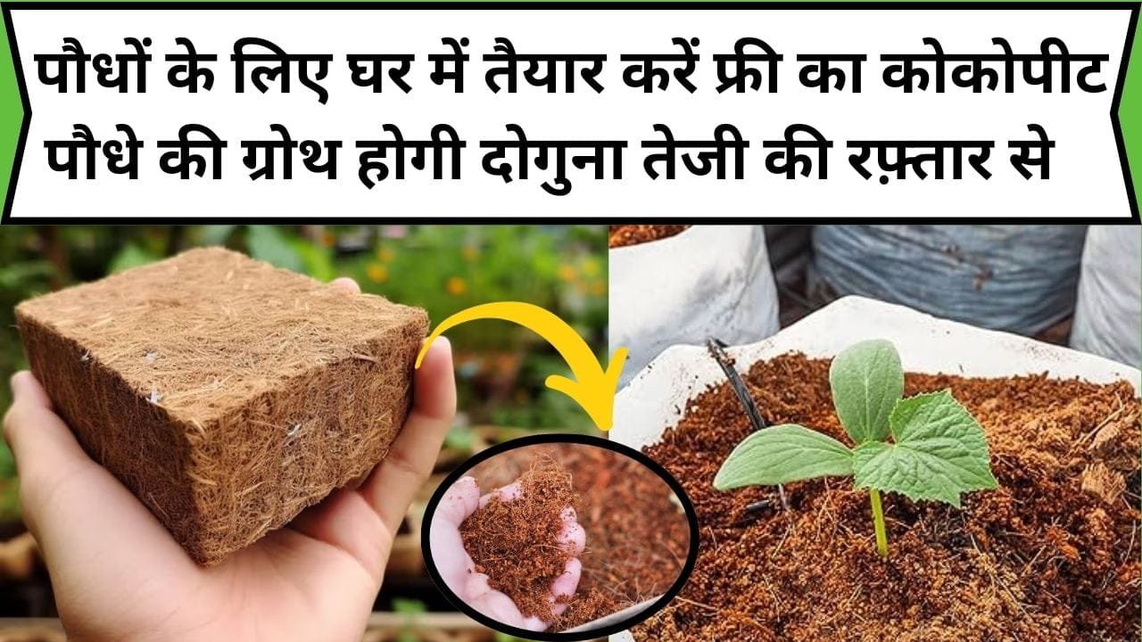 पौधों के लिए घर में तैयार करें फ्री का कोकोपीट, पौधे की ग्रोथ होगी दोगुना तेजी की रफ़्तार से और फंगल रोग से भी मिलेगा छुटकारा, जाने आसान तरीका