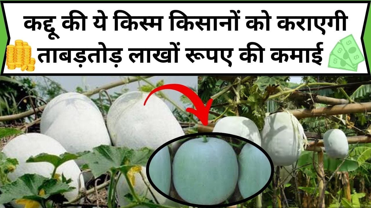 कद्दू की ये किस्म किसानों को कराएगी ताबड़तोड़ लाखों रूपए की कमाई, 1 एकड़ में खेती कर होगा बंपर उत्पादन समेत शानदार मुनाफा, जाने कैसे