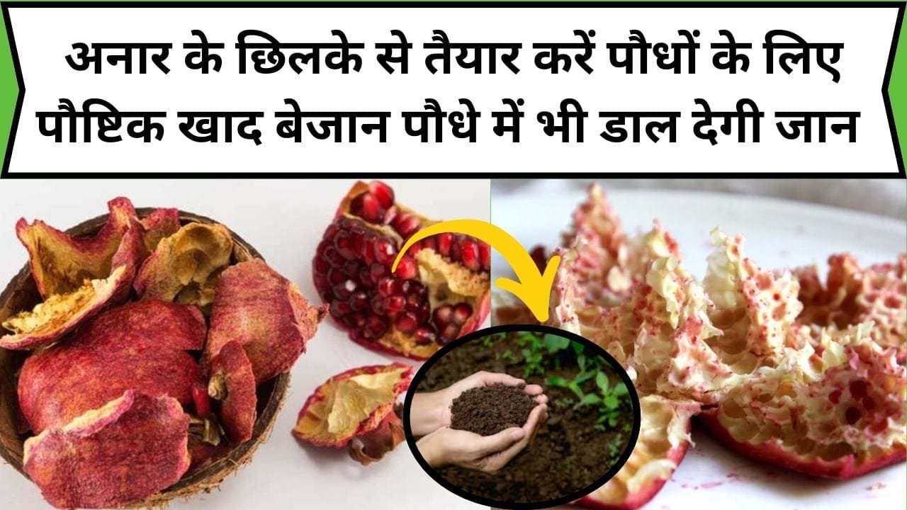 Gardening tips: अनार के छिलके से घर में तैयार करें पौधों के लिए ये पौष्टिक खाद, सूखे बेजान पौधे में भी डाल देगी जान, जाने सरल तरीका