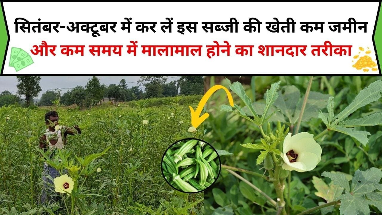 सितंबर-अक्टूबर में कर लें इस सब्जी की खेती 2 महीने के अंदर ही भर जाएगी पैसों से जेब, कम जमीन और कम समय में मालामाल होने का शानदार तरीका