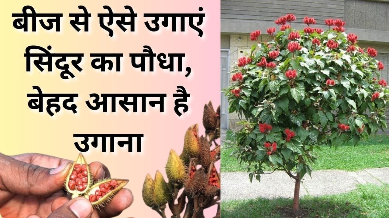 बीज से ऐसे उगाएं सिंदूर का पौधा