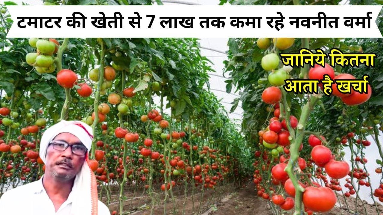 टमाटर की खेती