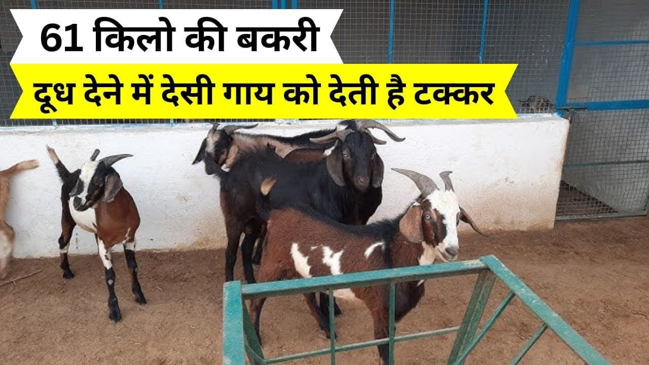 61 किलो की बकरी