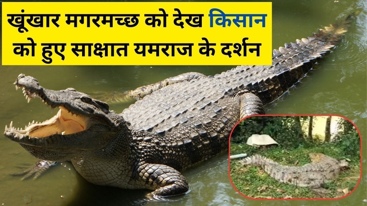 खूंखार मगरमच्छ को देख किसान को हुए साक्षात यमराज के दर्शन