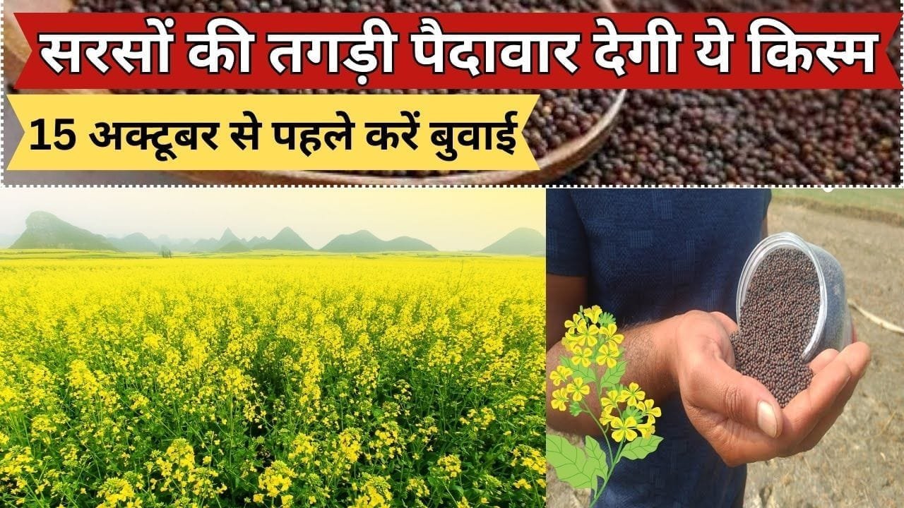सरसों की तगड़ी पैदावार देगी ये किस्म