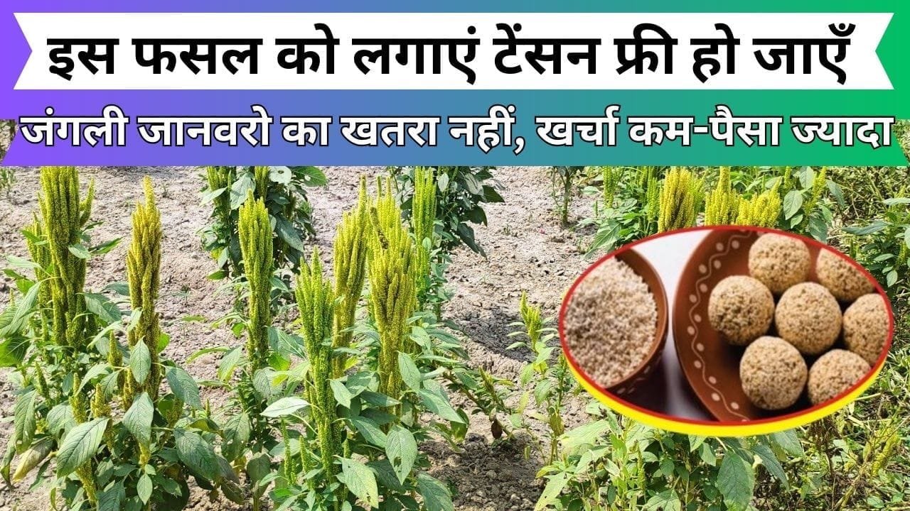 इस फसल को लगाएं टेंसन फ्री हो जाएँ