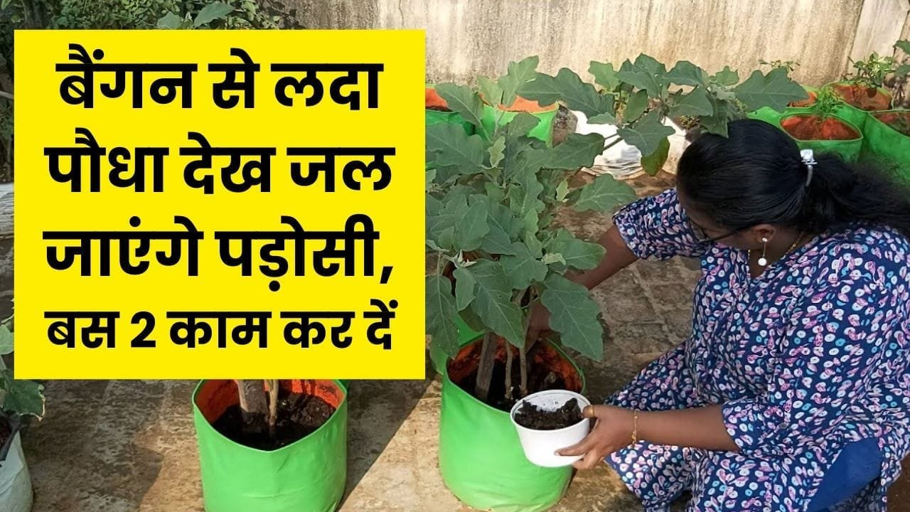 बैंगन से भर जाएगा पौधा