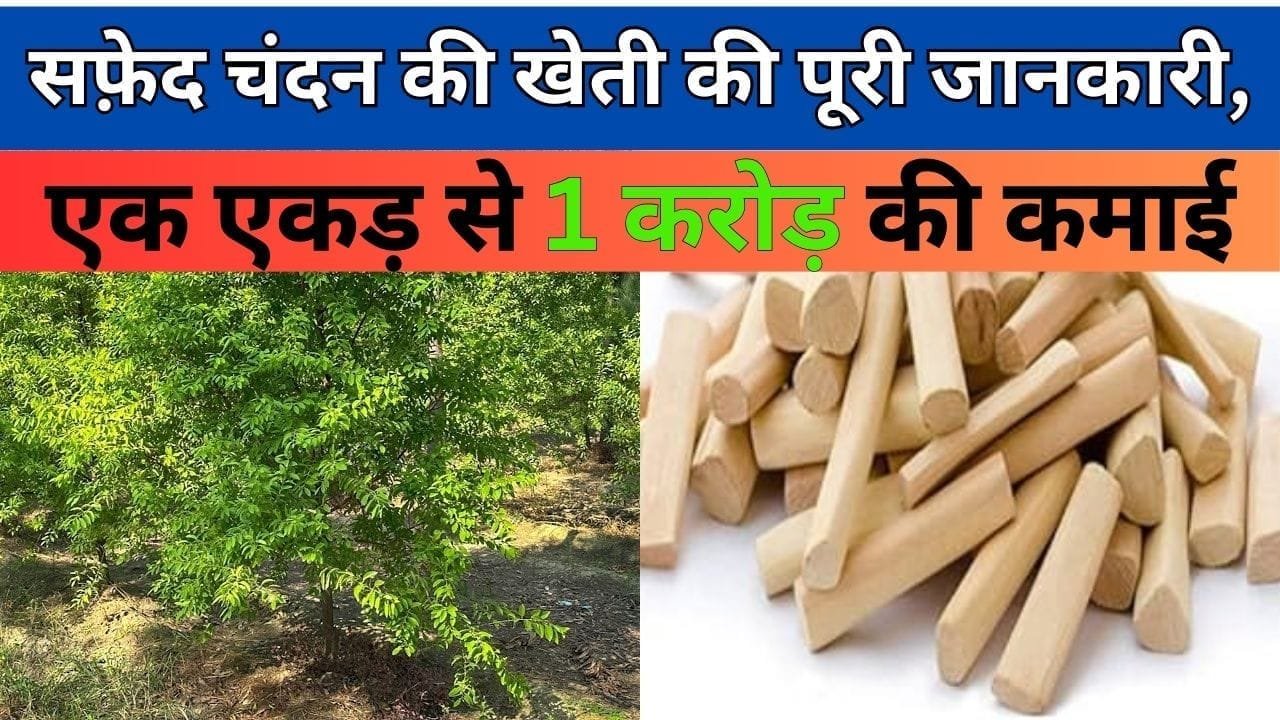 सफ़ेद चंदन के पेड़ लगाएं करोड़पति बन जाएं