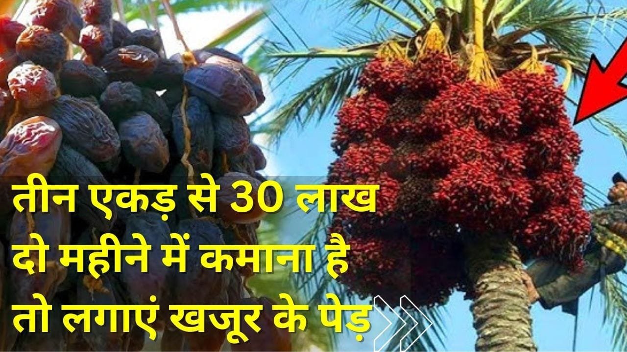 तीन एकड़ से 30 लाख दो महीने में कमाना है तो लगाएं खजूर के पेड़