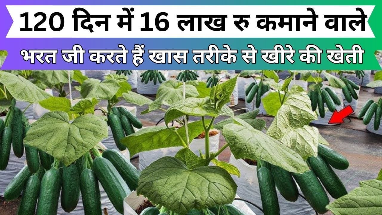 120 दिन में 16 लाख रु कमाने वाले भरत जी करते हैं खास तरीके से खीरे की खेती