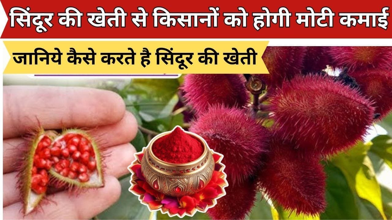 सिंदूर की खेती से किसानों को होगी मोटी कमाई