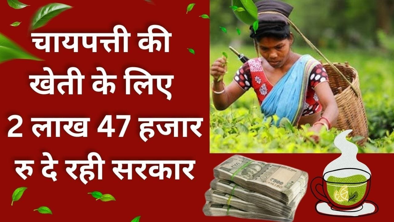चायपत्ती की खेती के लिए 2 लाख 47 हजार रु दे रही सरकार
