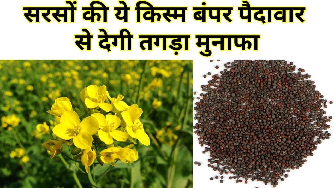 सरसों की ये किस्म बंपर पैदावार से देगी तगड़ा मुनाफा