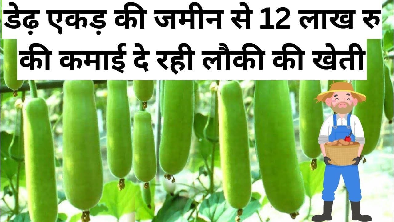 डेढ़ एकड़ की जमीन से 12 लाख रु की कमाई दे रही लौकी की खेती